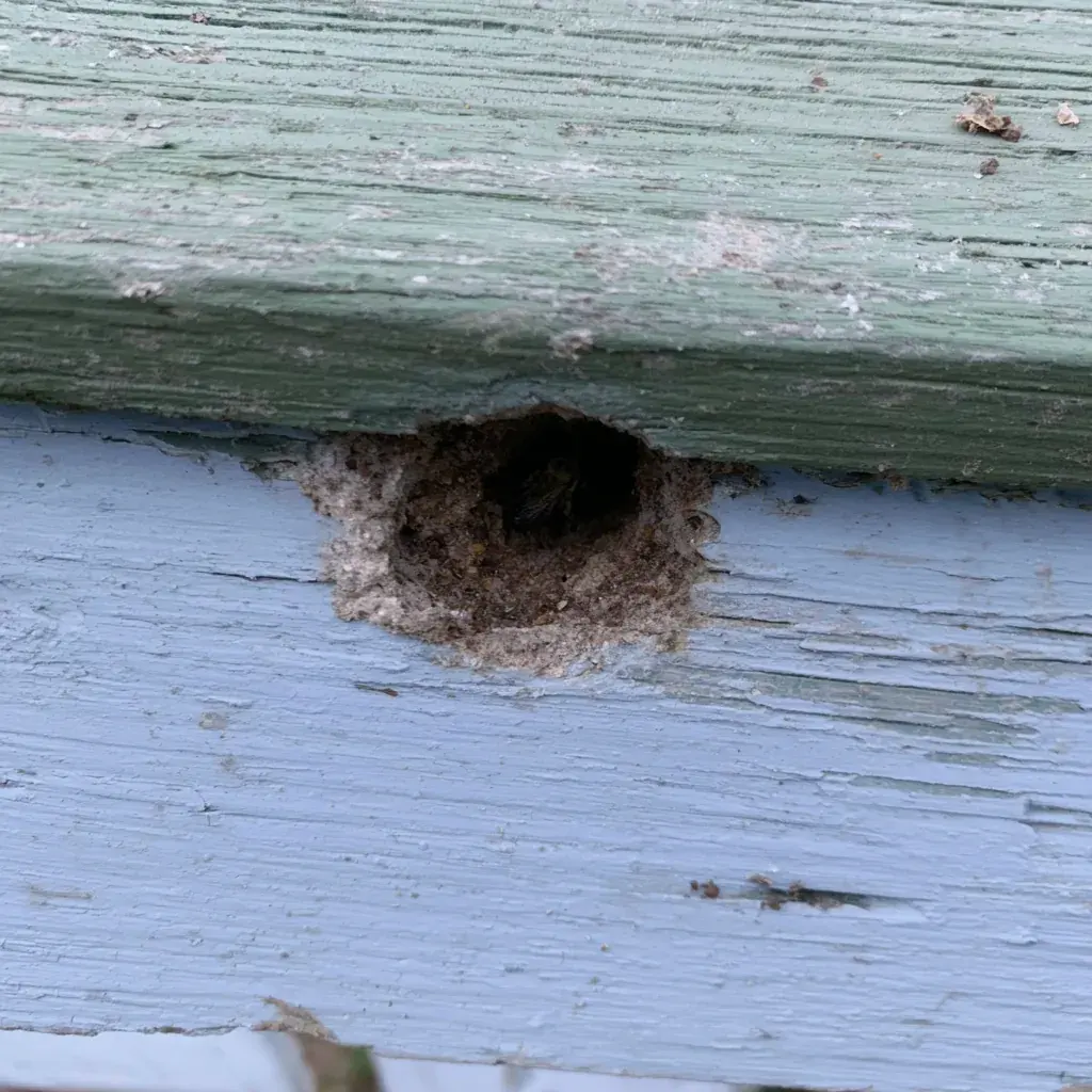 Carpenter Bee identification and control in Tallahassee, FL