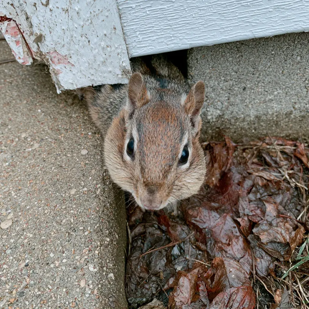 Gray Squirrel identification and control in Tallahassee, FL