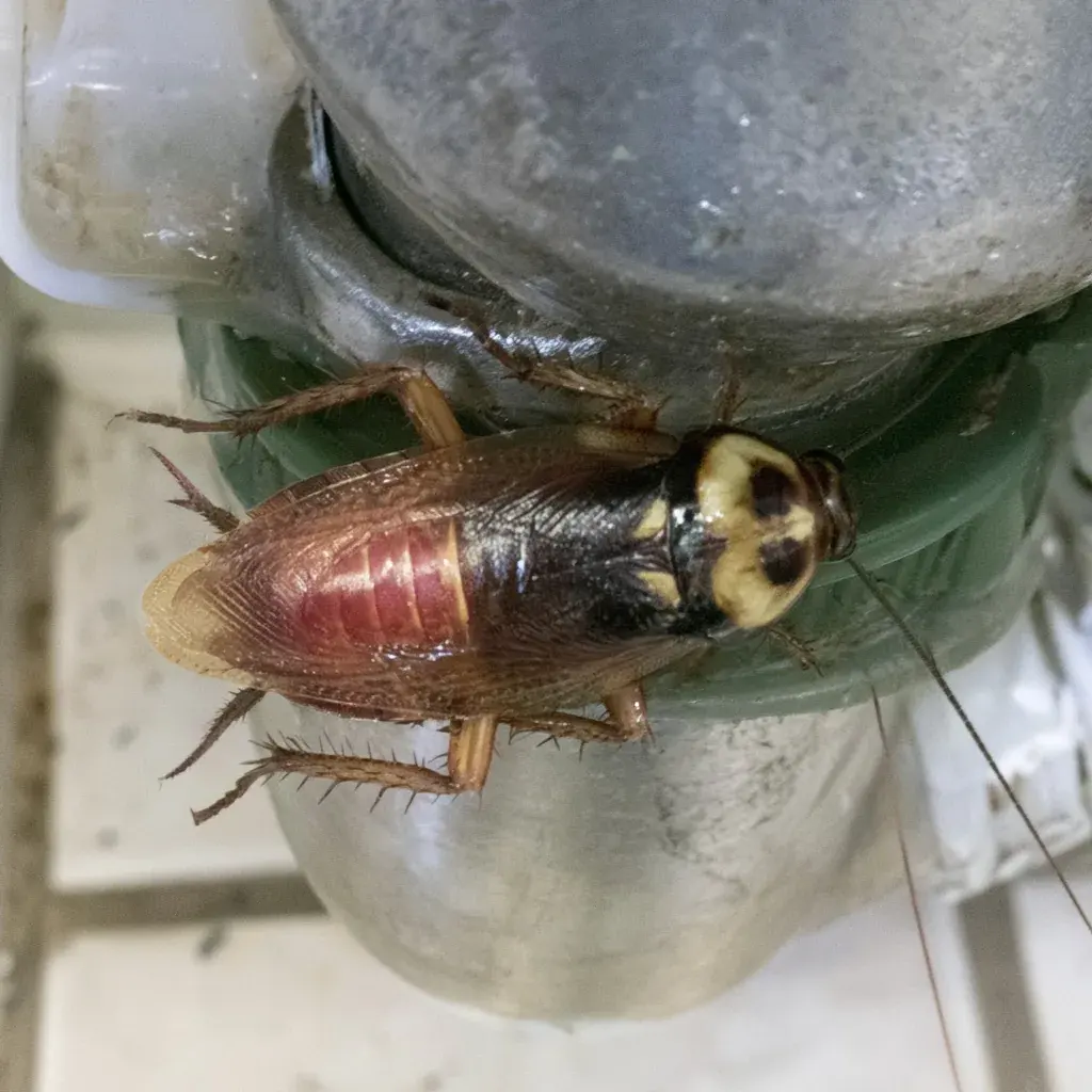 American Cockroach identification and control in Tallahassee, FL