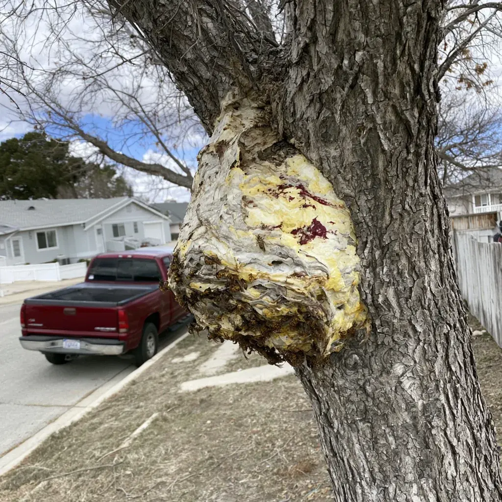Yellow Jacket identification and control in Tallahassee, FL