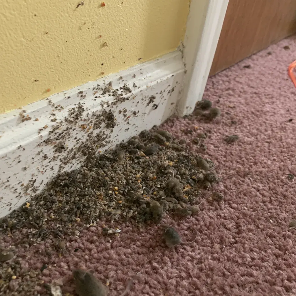 Rodent Control and Exclusion service in Tallahassee, FL