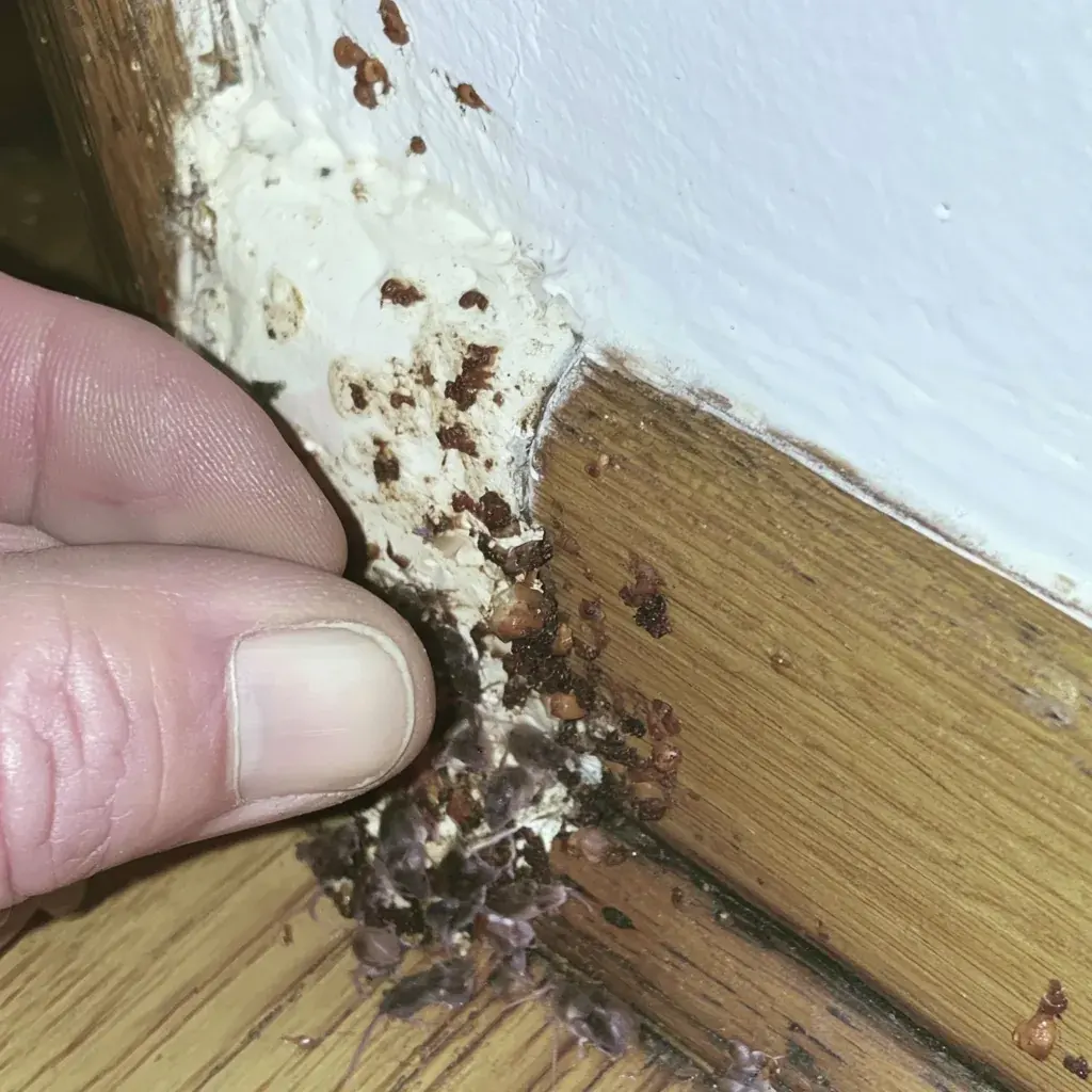 Carpenter Ant identification and control in Tallahassee, FL