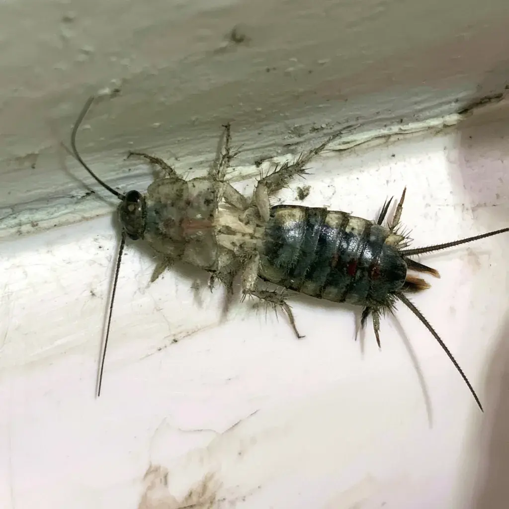 Camel Cricket identification and control in Tallahassee, FL