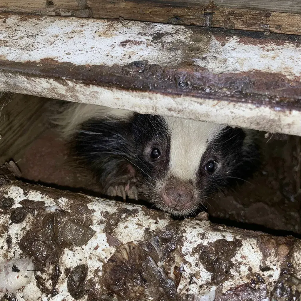Skunk identification and control in Tallahassee, FL