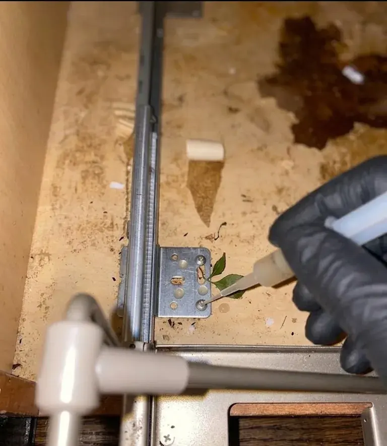 Eco-Friendly Pest Control service in Tallahassee, FL