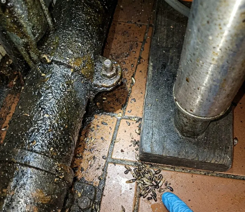 Smokybrown Cockroach identification and control in Tallahassee, FL