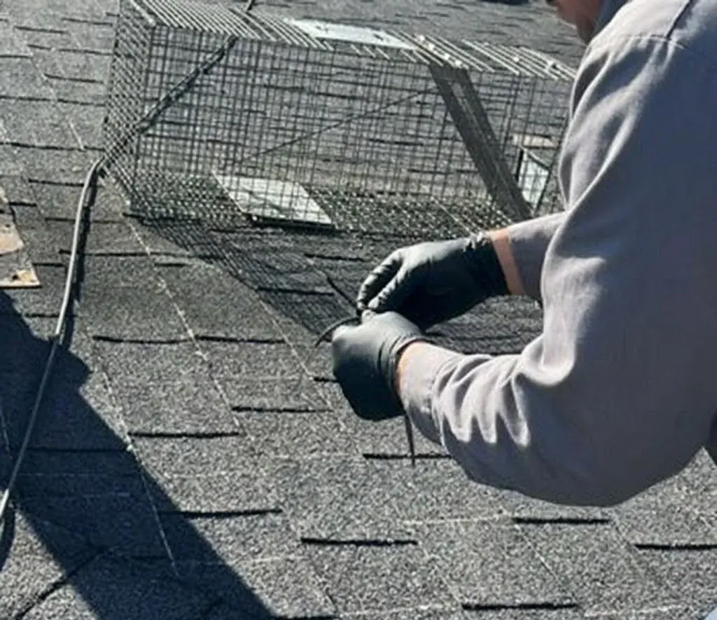 Bats identification and control in Tallahassee, FL