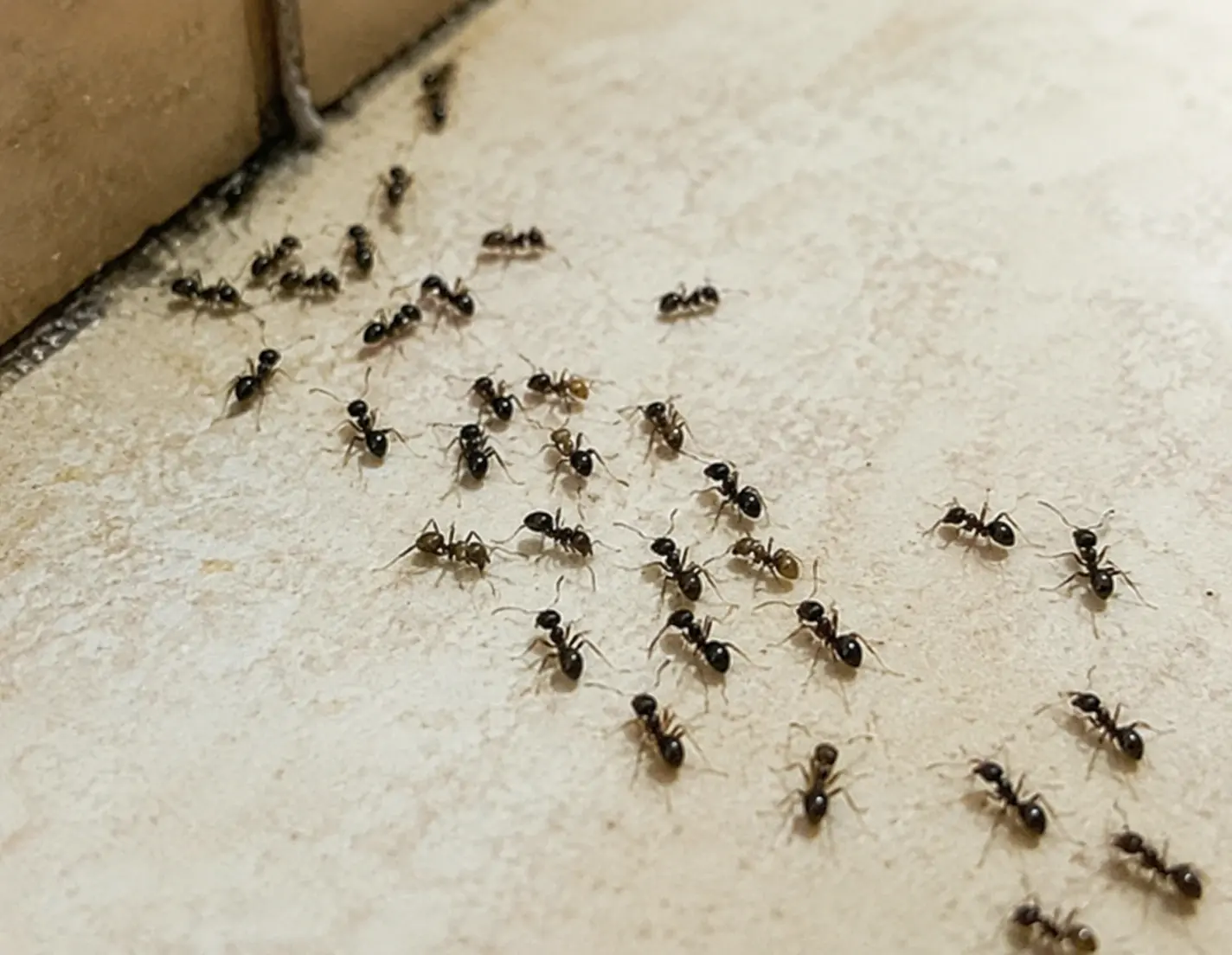 Argentine Ant identification and control in Tallahassee, FL