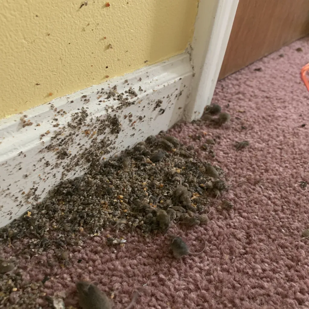 Rodent Control and Exclusion service in Tallahassee, FL