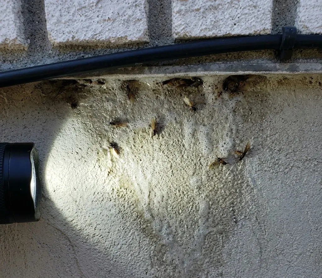 Termite Control service in Tallahassee, FL